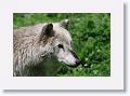 NYwolf 011